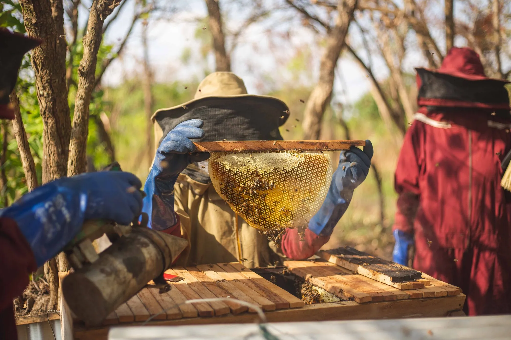 Beekeepers in protective suits lifting a frame of honeycomb