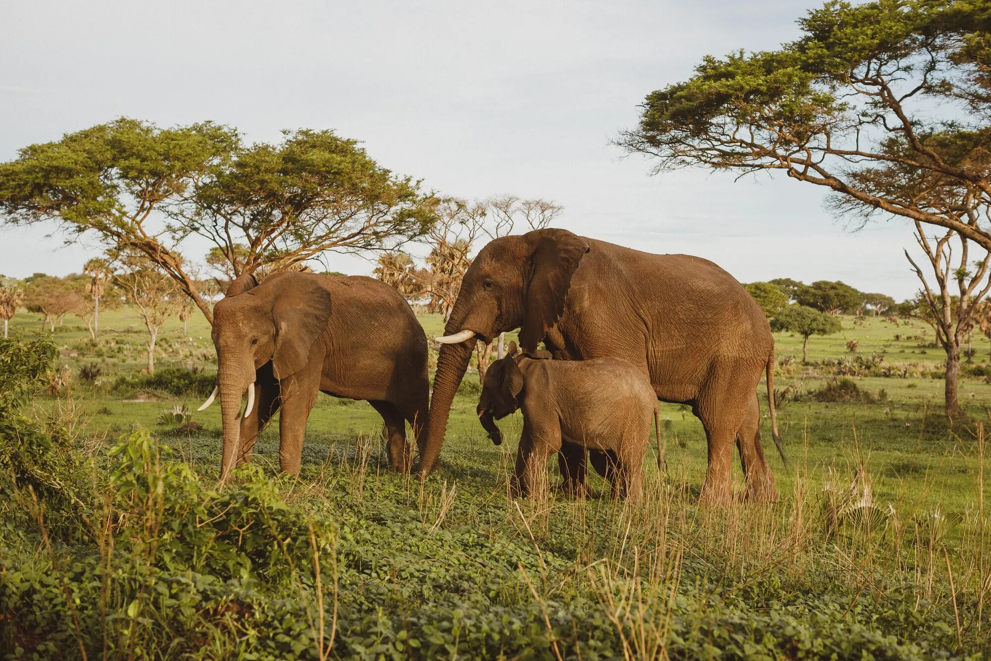 Elephants on the grassland, a calf between two adults