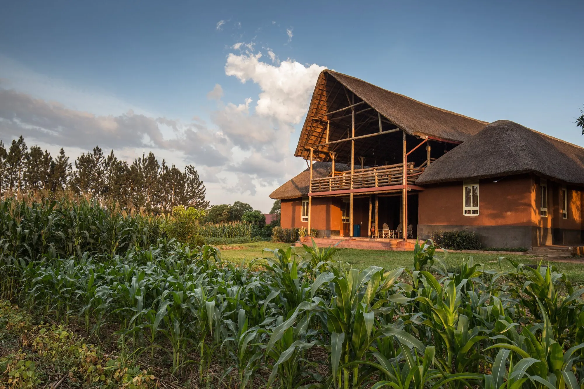 Kira Farm Development Centre: a wooden building with a thatched roof beside a field of maize
