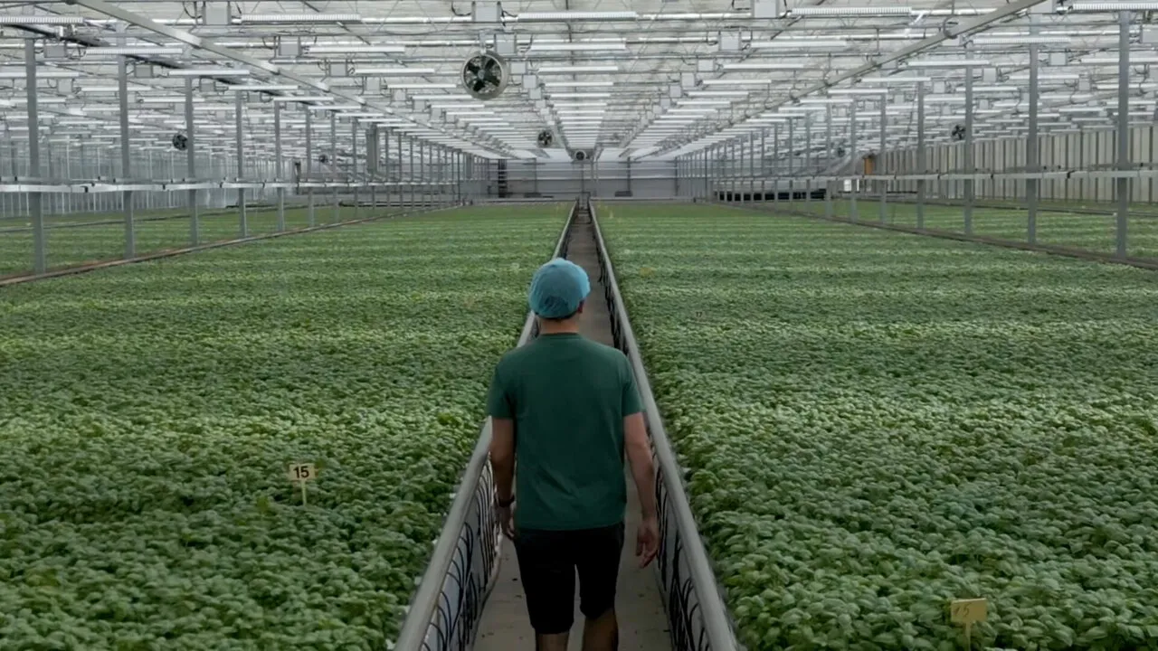 A worker in a cap walking away down a path through a glasshouse full of young plants