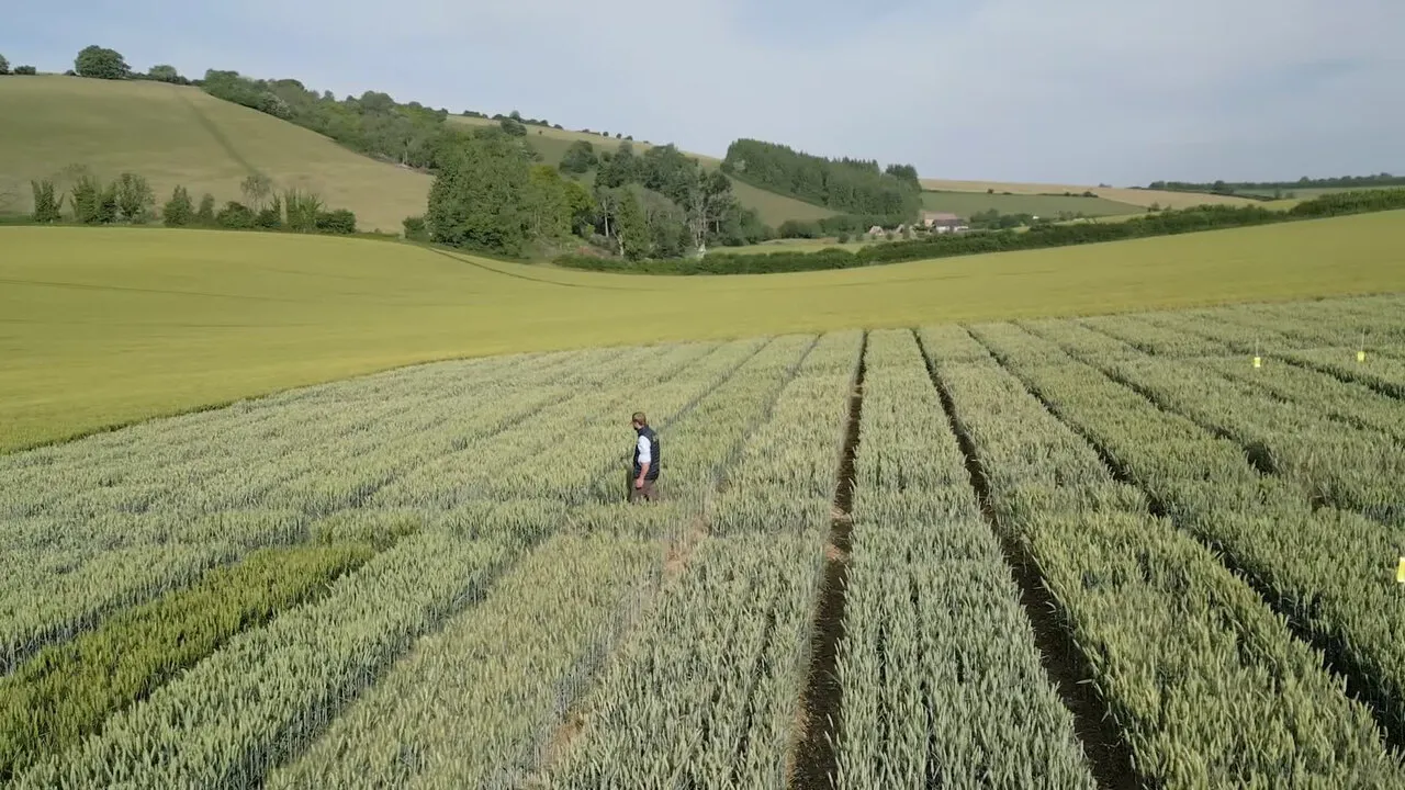A drone shot over wheat trial plots on a hillside, with one person walking between the plots