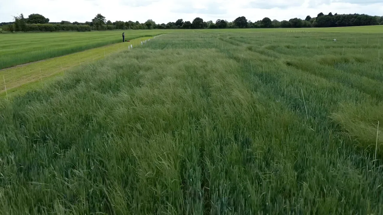 A green field of wheat trial plots under a pale sky, with a line of trees beyond