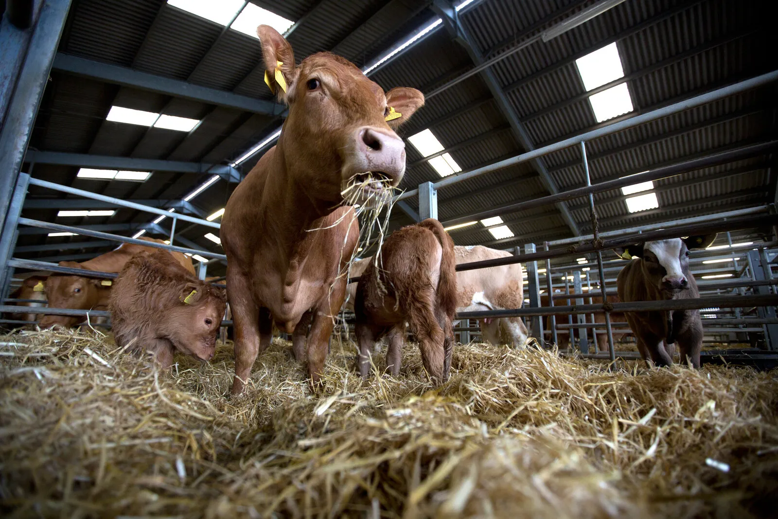 A cow with hay in her mouth and her calves in a straw-bedded barn
