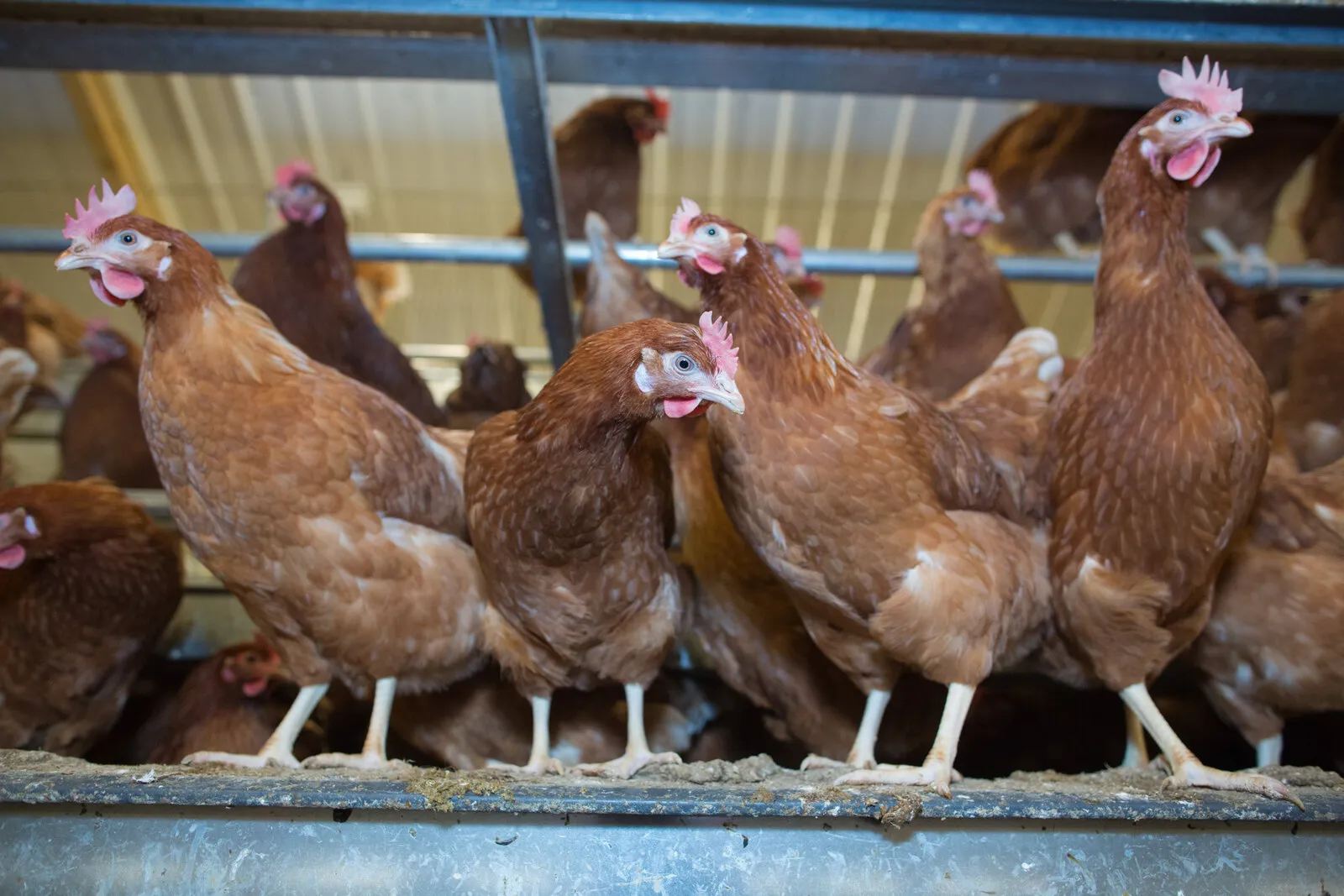 Brown hens on a perch in a poultry shed