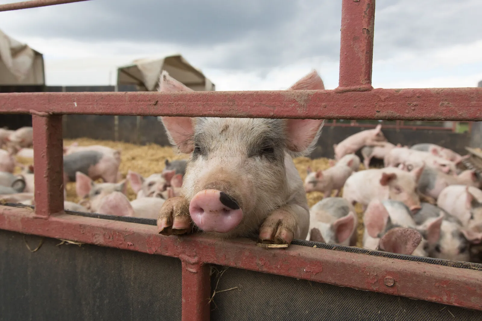 A piglet resting its snout on a red gate, with more pigs in the straw behind