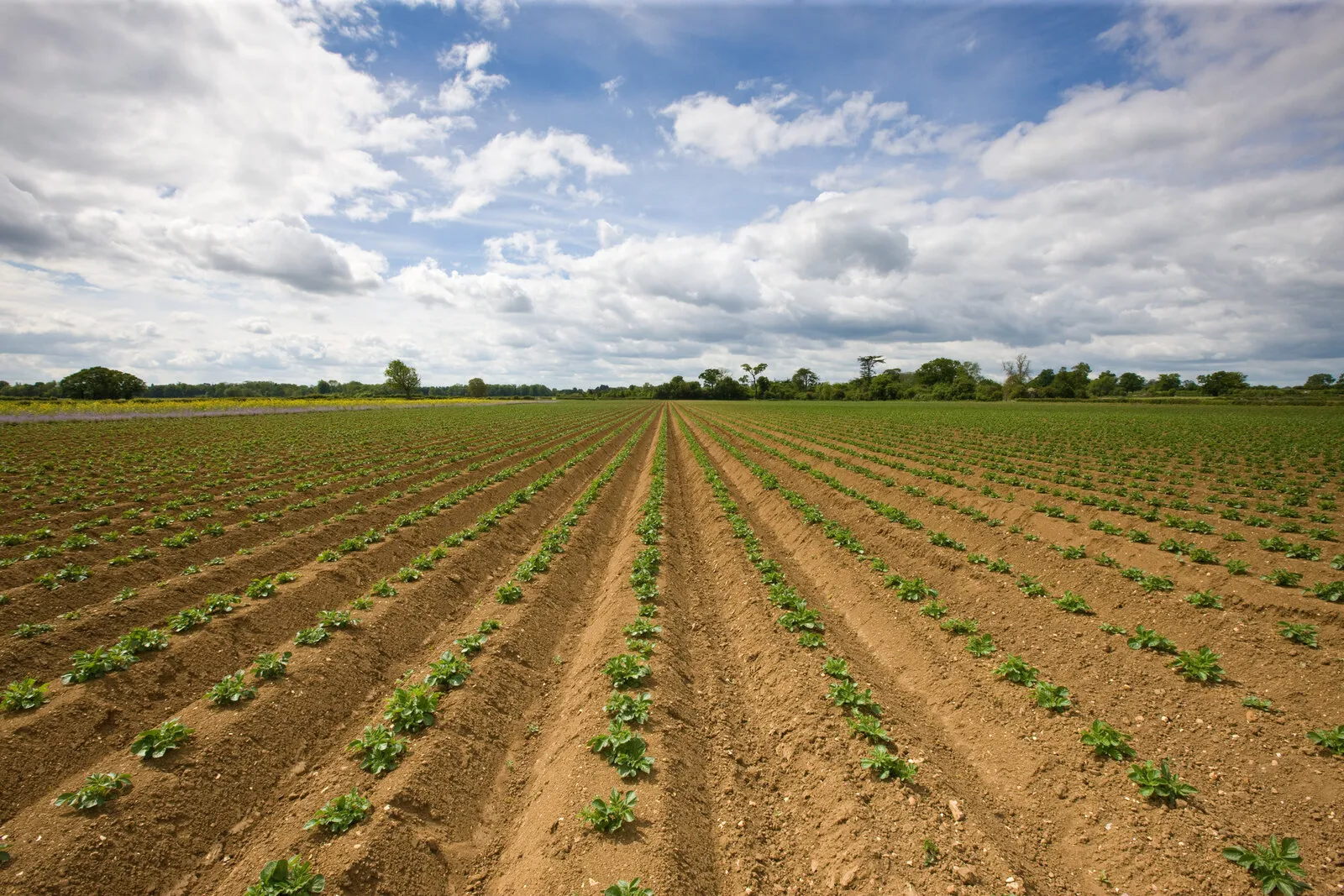 Long rows of newly emerged potato plants under a cloudy sky