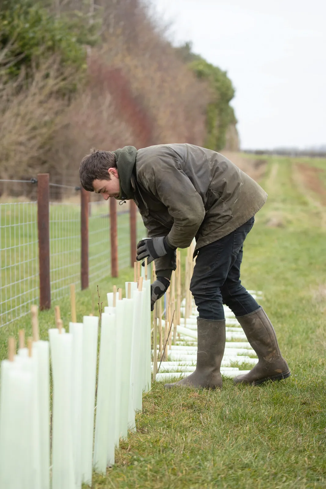 A man in a wax jacket fitting tree guards along a new hedge line