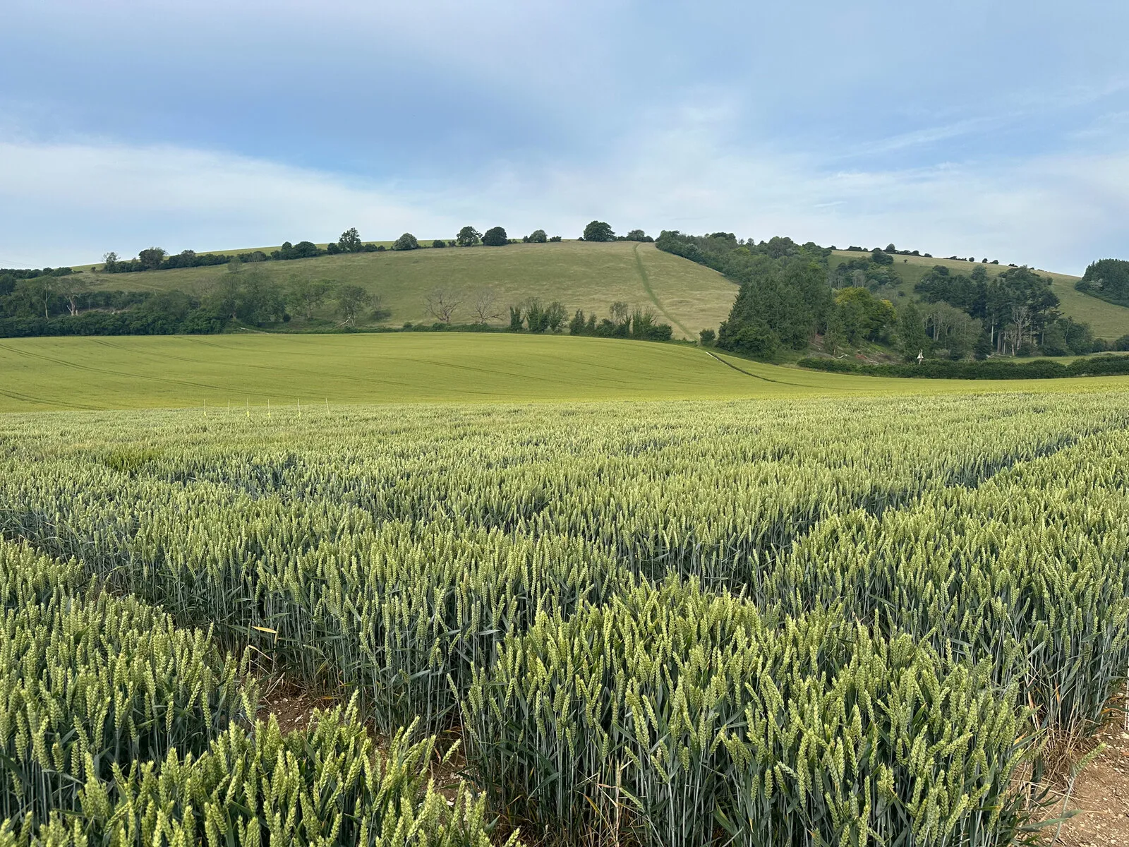 A green wheat field running up to rolling hills and woods