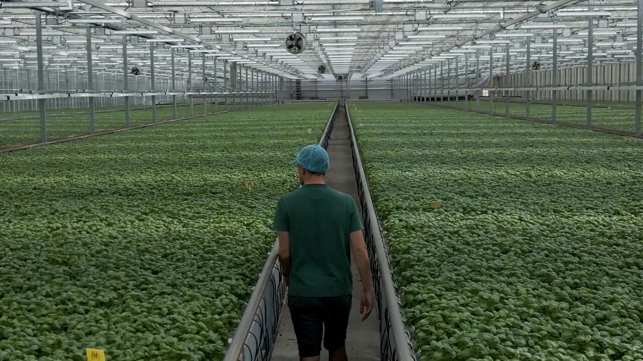 A grower walking away down a long glasshouse aisle between beds of young plants