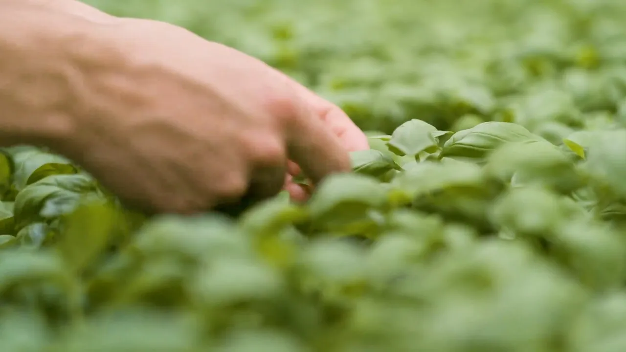 A hand brushing over a bed of young basil