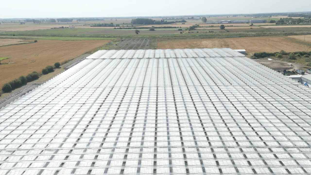 Glasshouse roofs from the air, stretching to the fields beyond