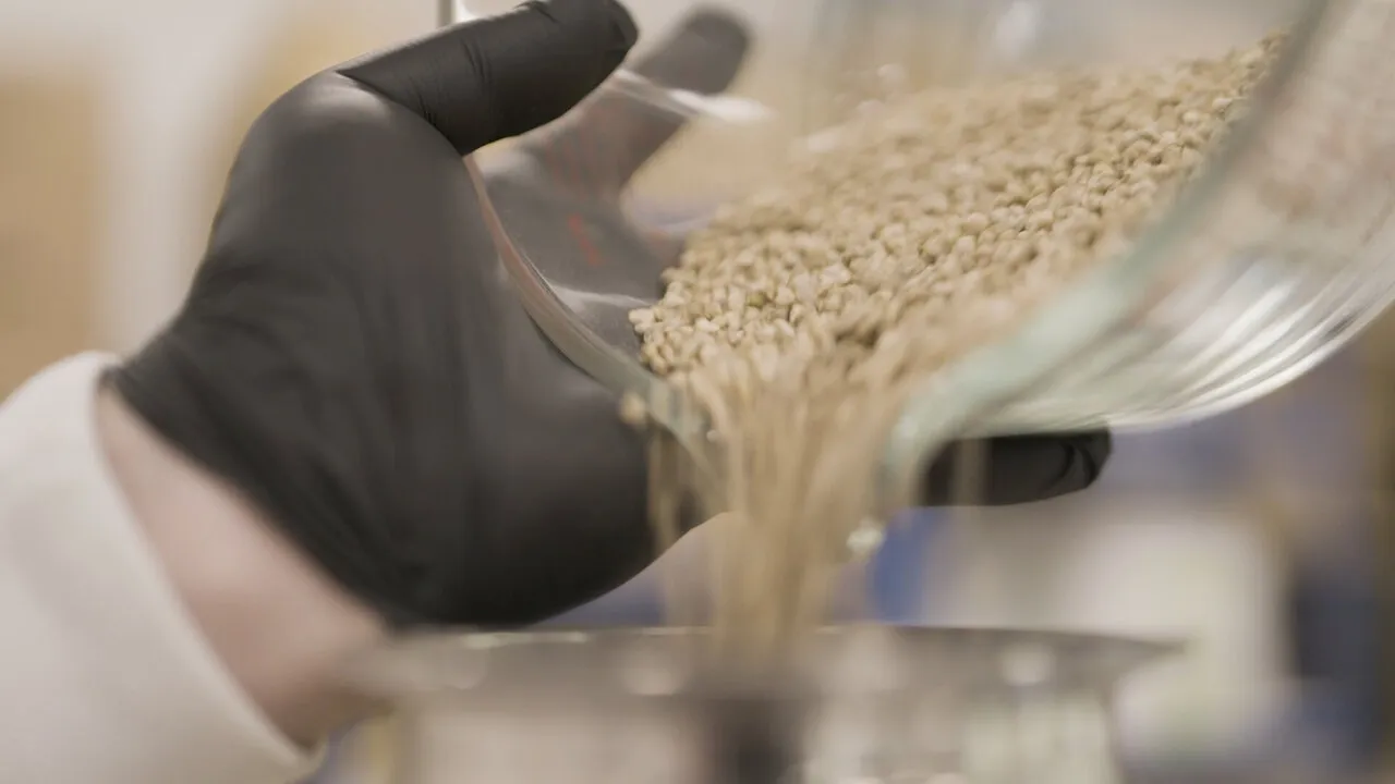 A gloved hand pouring pale seeds from a jar