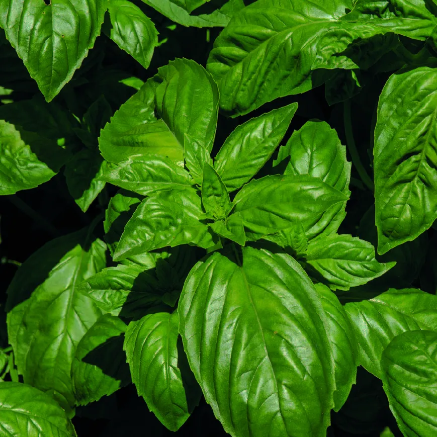 Basil leaves in purple duotone