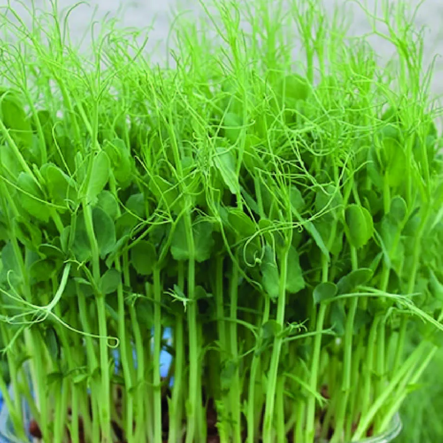 Pea shoots in purple duotone, with fine tendrils
