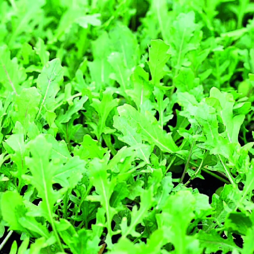 Rocket leaves in purple duotone