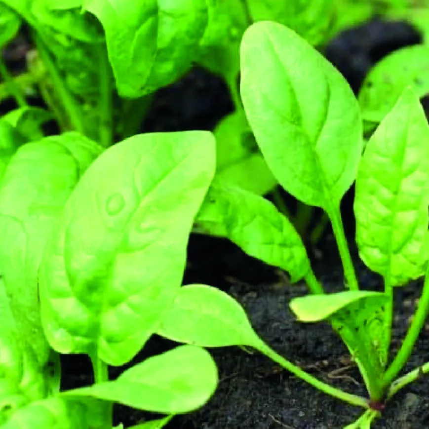 Spinach leaves in purple duotone