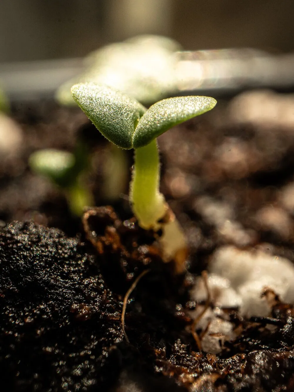 A seedling with two pale green leaves, just out of dark compost