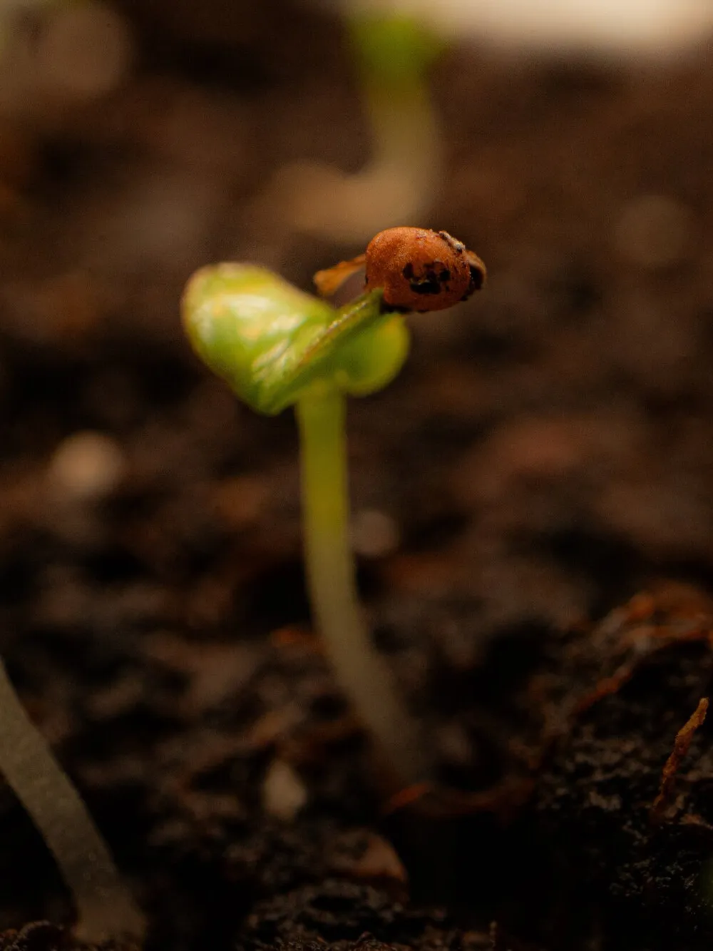 A thin seedling still wearing its seed coat on the tip of its leaves