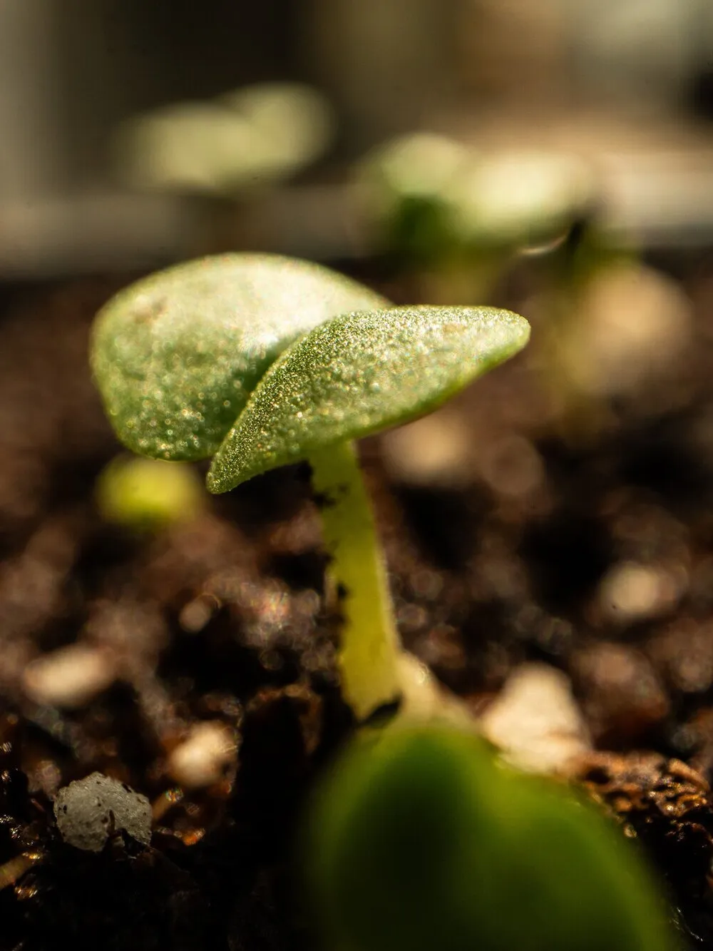 A seedling opening its first leaves, close up, with others behind