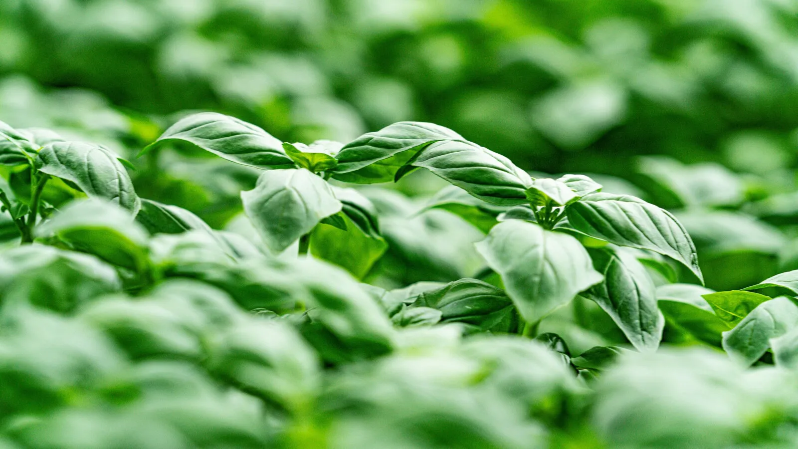 Basil plants close up, bright green