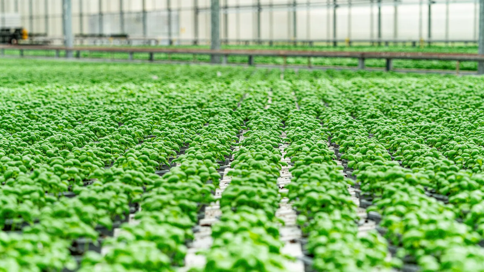 Long rows of young basil plants under a glasshouse roof