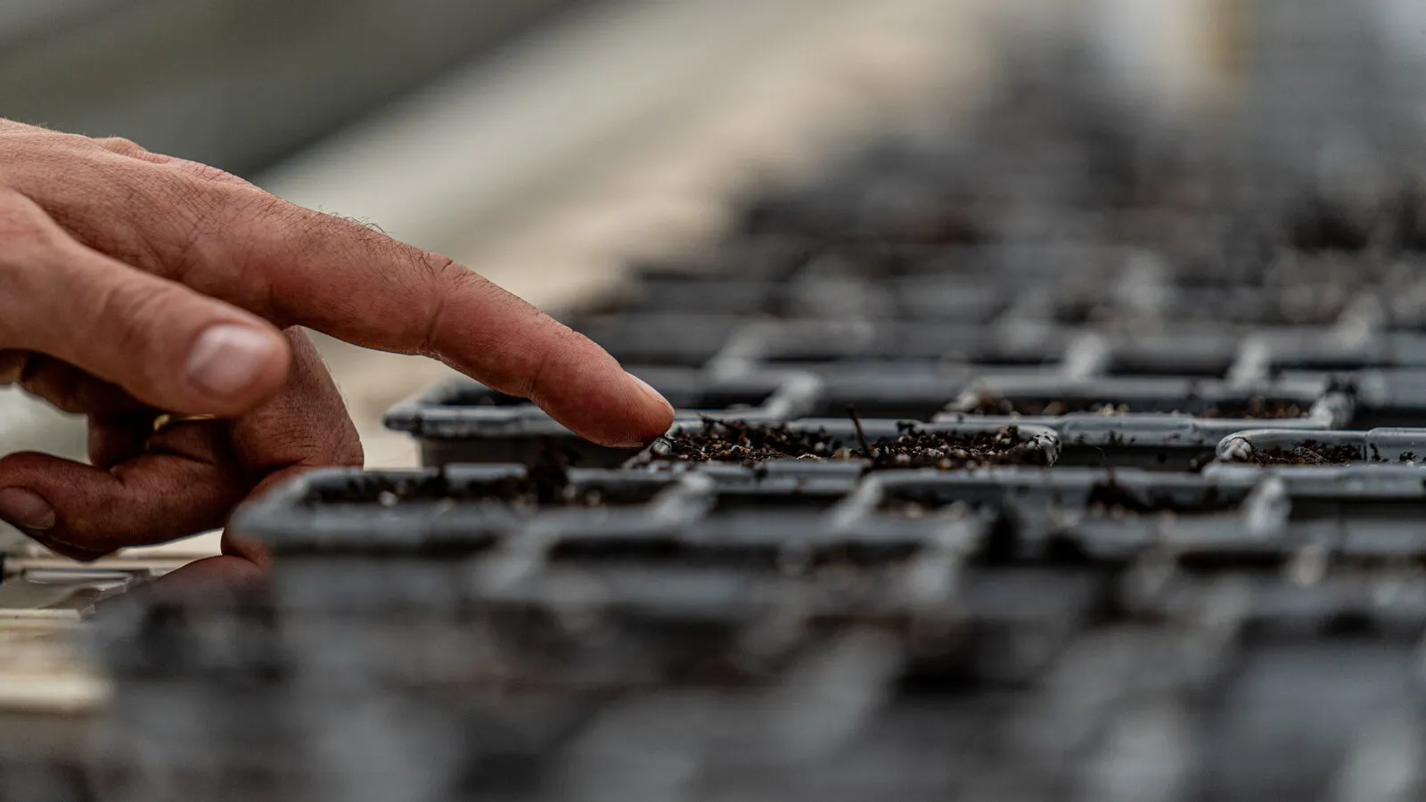 A finger pressing a seed into a tray of compost