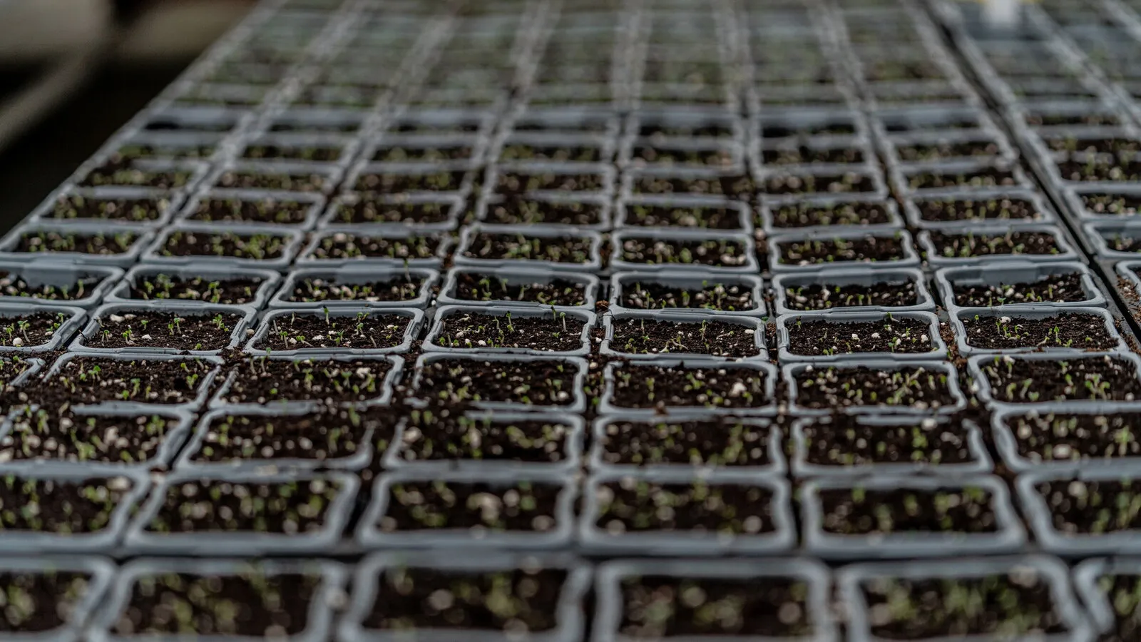 Rows of black seed trays, freshly sown