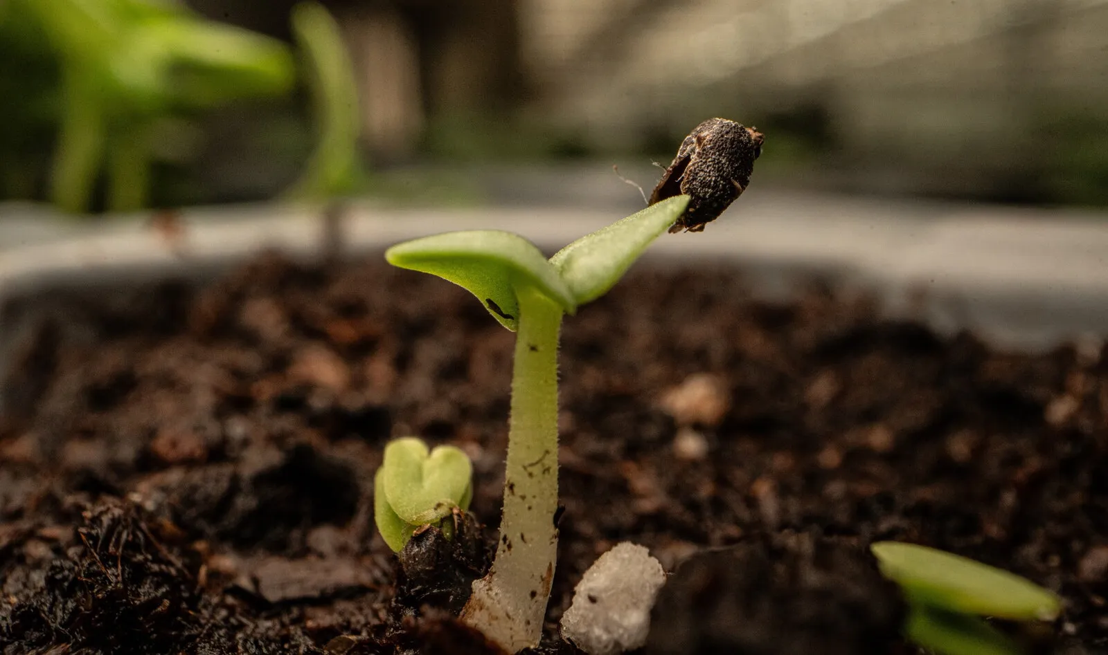 A seedling still wearing its seed coat, rising out of dark compost, from Zayndu’s 2024 photo shoot