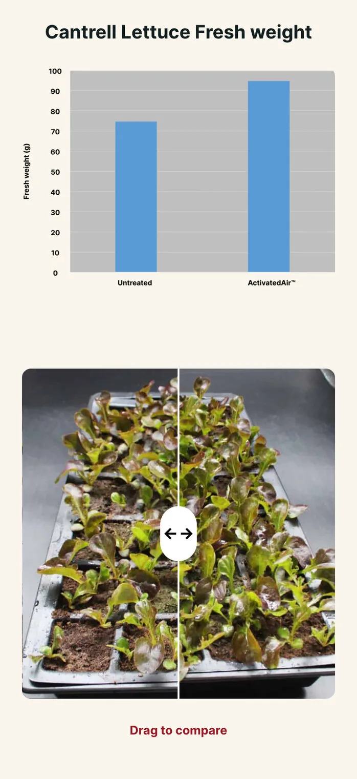 The lettuce trial on a phone: a bar chart of fresh weight, then one photograph of the two trays with the divider in the middle, and “Drag to compare” underneath